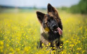 Check spelling or type a new query. German Shepherd Yellow Flowers Puppy Cute Animals Lawn Dogs German Shepherd Dog Hd Wallpaper Peakpx
