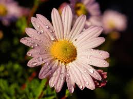 I prefer the white and yellow ones but i think these pink ones were beautiful too, in their own way. Download 1152x864 Wallpaper Flower Pink Daisy Water Drops Closeup Standard 4 3 Fullscreen 1152x864 Hd Image Background 469