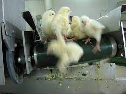 Chick Culling Wikipedia