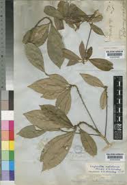 Image result for Englerophytum rwandense