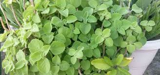 Shade tolerance = above 70%: Shade Tolerant Shrubs For Gardens In Victoria All Green