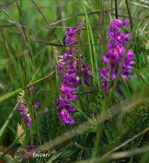 Image result for Vicia villosa