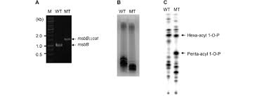 The msbb.exe process is installed with other adware. Molecular Characterization Of The Msbb Mutant Of S Typhimurium Download Scientific Diagram