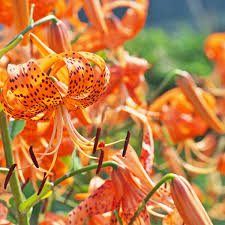 Check spelling or type a new query. 15 Gorgeous Kinds Of Lilies To Grow For A Beautiful Garden Diy Crafts
