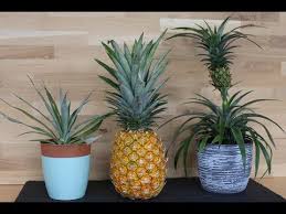 Ampelschirme Gunstig Online Kaufen Bestellen Ananas Einpflanzen Ananas Pflanzen Pflanzen