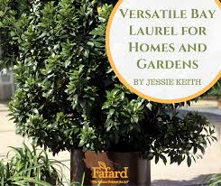 Jacaranda mimosifolia 'sakai01' pp# 26574 (bonsai blue jacaranda). Fafard Versatile Bay Laurel For Homes And Gardens Fafard