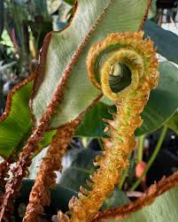Image result for Elaphoglossum