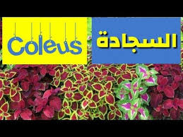 طريقة زراعة و اكثار نبات السجاد الكوليس فى المنزل Coleus Youtube Planting Herbs Agriculture Plants