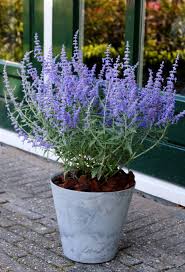 Image result for Perovskia atriplicifolia lacey blue lisslitt photo