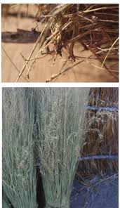 Image result for Aristida pilgeri