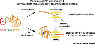 Get started using our labeled and unlabeled diagrams and quizzes. Crosslinking And Mass Spectrometry To Identify Regulators In Unconventional Secretion Trends In Biochemical Sciences
