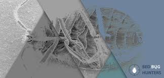 These are the pest control prices for london. Bed Bug Frequently Asked Questions Faqs Bed Bug Pest Control Company In London Providing Guaranteed Bed Bug Treatment And Extermination Solutions