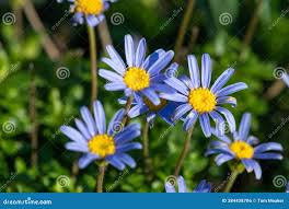 Image result for Felicia grantii