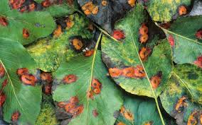 Fire blight bradford pear tree diseases pictures. Rise Of Fireblight Incurable Disease Which Ravages Apple And Pear Trees Doubles In Past Year Rhs Reveals