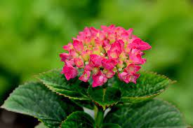 Flowers Name In English Pictures Videos Charts Ira Parenting