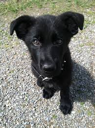 Pheasant Hunting Tips With German Shepherd Shepherd Mix Puppies German Shepherd Dogs Dog Barking