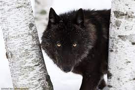 For the most part, the horgi will inherit the exotic colored eyes of the siberian husky. Perfect Timing Photos A Close Encounter With A Minnesota Black Wolf Black Wolf Siberian Husky Domestic Dog