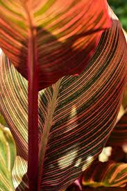 Calla lily is an item in local specialty material of genshin impact. Variegated Leaves Of Orange Canna Lily Flower Duvet Cover For Sale By Linda Brody