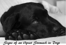 Blood tests to screen for cancer are still in their infancy. 15 Signs Of An Upset Stomach In Dogs Pethelpful