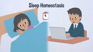 This is a concept animation for a projection on the building of the nationaal toneel in the hague, for this is part of the homeostasis project made for crossing border 2010 by a project group of hku. Regulation Of Sleep Homeostasis By Sexual Arousal Gilestro Laboratory