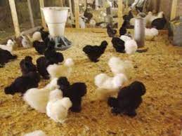 تعرفوا بالصور أغلى دجاج في العالم لا يصدق لونه وطعمه Poultry Breeds Chickens White Chicken