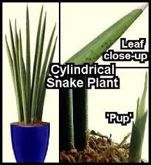 We did not find results for: Cylindrical Snake Plants Do Not Like The Cold Earthdragon S Endangered Species Snake Plant Plants Banana Plants