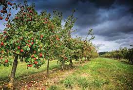 Check spelling or type a new query. Wholesale Fruit Trees Apple Cherry Apricot Kingsdown Nurseries