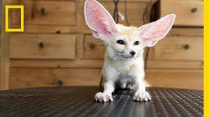 China S Demand For Exotic Pets Brings Business And Concern National Geographic Youtube