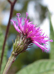 Image result for Vernonia schlechteri