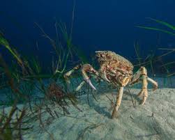 When breathing underwater while scuba diving, you should The Great Spider Crab Migration Scuba Diver Life