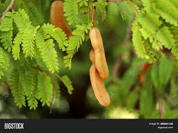 Tamarind has been used by several ancient civilizations. Tamarind Tree Tropical Image Photo Free Trial Bigstock
