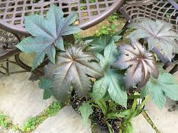 Image result for Ricinus communis