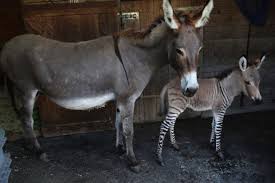 We did not find results for: Adorable Italian Zonkey Is Half Zebra Half Donkey Earth Wonders