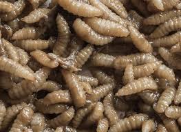 Others vary in color from metallic blue to green and purple or black and yellow patterns. North America Insect Focused Coalition Looks To Expand Feed Use For Bugs