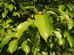 Camphor tree uses in the landscape. Cinnamomum Camphora Camphor Tree Jurassicplants Nurseries
