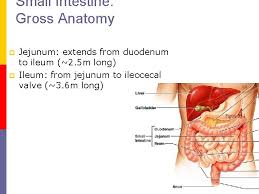 In this article, we shall examine the anatomy of the small intestine. Gastrointestinal System Organ Systems P P Gastrointestinal Gi