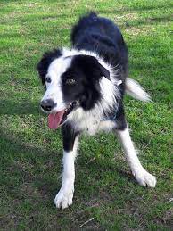Border Collie Lewis Herding Breed Border Collie Lover Collie Puppies