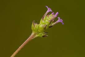 Image result for Buchnera buchneroides