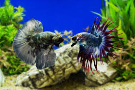 La Cohabitation Du Poisson Combattant Possible Ou Pas Aquablog