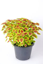 Image result for Coleus rhodesianum