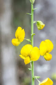 Image result for Crotalaria subcaespitosa