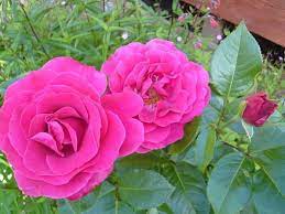 Flowers that look like roses without thorns. Smooth Prince Hybrid Tea Rose Stunning Rose Variety Without Thorns For Hassle Free Gardening Rose Varieties Hybrid Tea Roses Rose