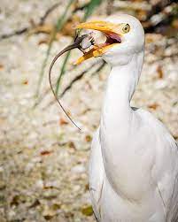 Don T Give Up Taken At The Morikami Museum And Japanese Gardens In Boca Raton Florida Boca Raton Florida Japanese Garden Boca Raton