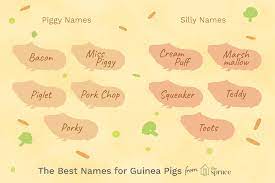 I like cute foodie names too, like fudge ripple or snickers. 100 Names For Pet Guinea Pigs