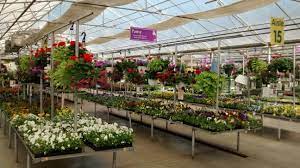 Maybe you would like to learn more about one of these? Pin By J Aylott On Garden Retail Displays Planting Flowers Indoor Plants Plants