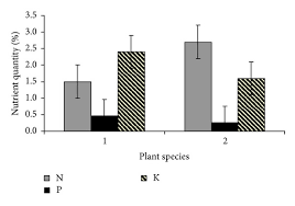 Image result for Phyllanthus pseudoniruri
