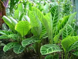 Kemudian zebra mendapatkan keuntungan berupa berkurangnya kutu dan parasit atau bahkan sampai habis tidak bersisa. Menanam Calathea Zebra Sehingga Tampil Menawan Urban Garden