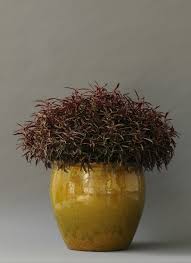 Обзор аквариумное растение альтернантера рейнека мини (alternanthera reinecki mini) в геле. Alternanthera Red Threads 150mm Pot Dawsons Garden World