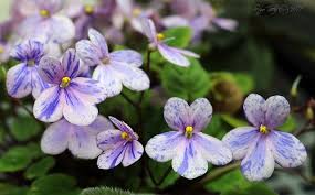 See more ideas about african violets, african, violet. Chimera African Violets