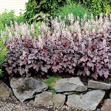 Image result for Pentas micrantha